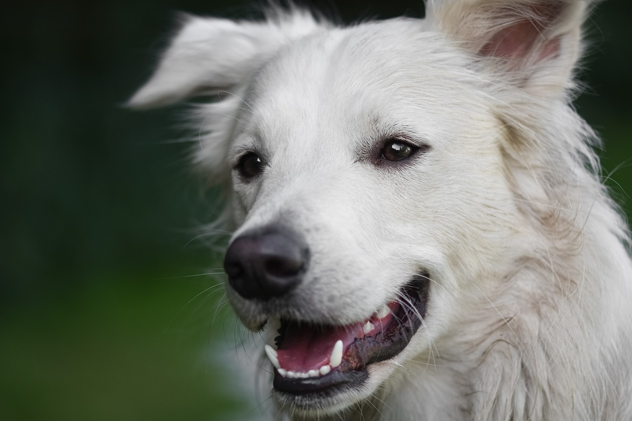 Course Image for 6YSACNQAID Intro To Canine First Aid